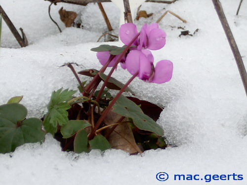 Cyclamen coum rubrum